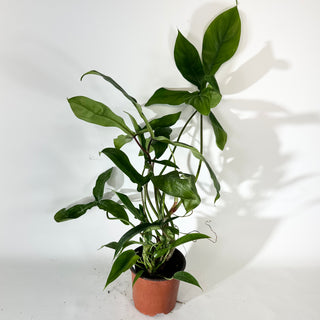 Philodendron sp. 69686 (Non-TC) [#2039]