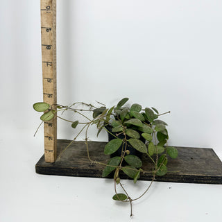 Hoya sp. GPS-7240 [#2386]