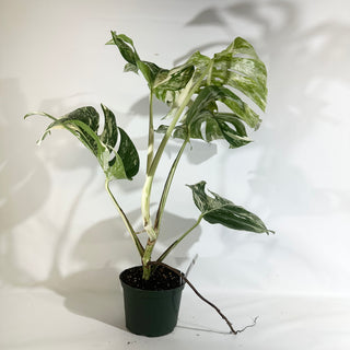 Z-5023 - Monstera deliciosa var. borsigiana albo-variegata