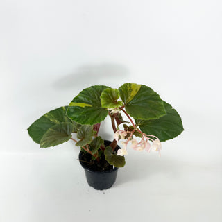 Begonia cucullata (variegated) [#2491]