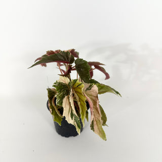 Begonia 'Ginny Galaxy' [#2264]