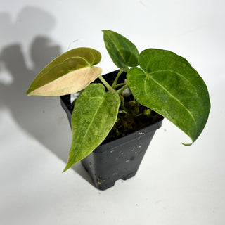 Anthurium 'Arnold Schwarzenegger' x self [#1992]