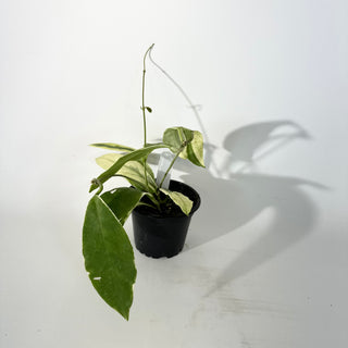 Hoya pimenteliana (outer variegated) [#2257]