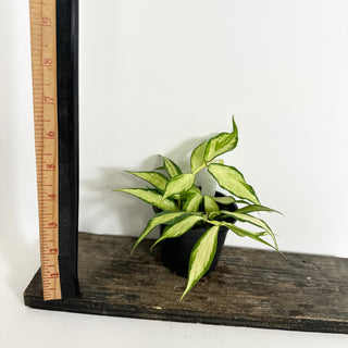 Hoya polyneura (inner variegated) [#2124]