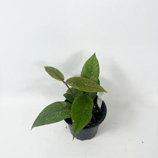 Hoya sp. Aceh Shogun [#2457]