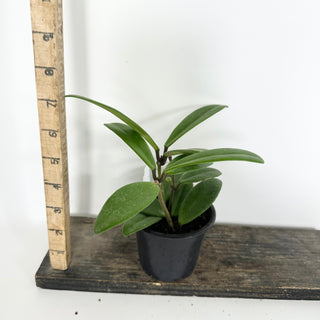 Hoya revolubilis [#2294]