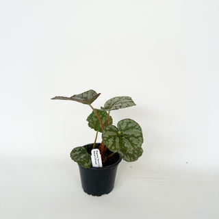 Begonia 'Steve's Leaves Saxon's Dream'