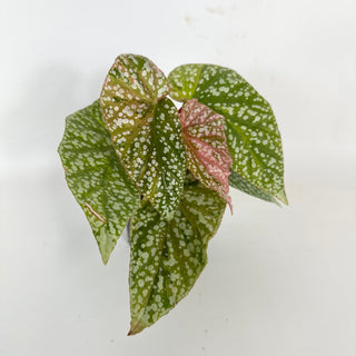 Begonia 'Snow Capped' (Variegated) [#2107]