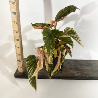 Begonia 'Ginny Galaxy' [#1885]