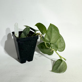 Z-5041 - Scindapsus pictus 'Black Mamba'