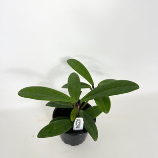 Hoya revolubilis [#2294]