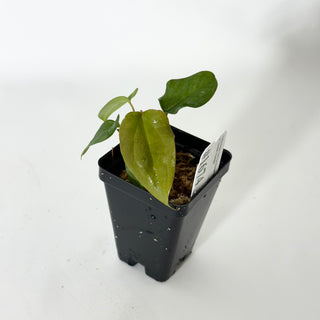 Anthurium 'Not The Mama'/forgetii x 'Amelia's Delight' [#1674]