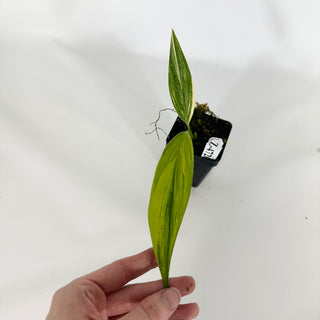 Z-4720 - Epipremnum amplissimum Variegata