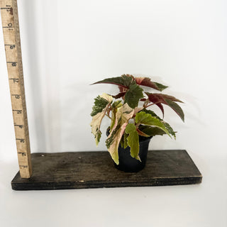 Begonia 'Ginny Galaxy' [#2264]