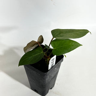 Anthurium 'Prince of Darkness' x indo portillae [#1981]