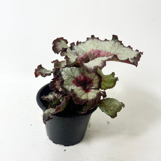 Begonia 'Maestro Miller' [#2014]