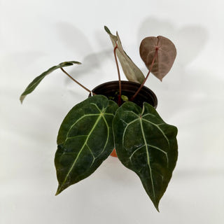 Anthurium 'Zara'/'Michele' x aff. besseae [#1347]