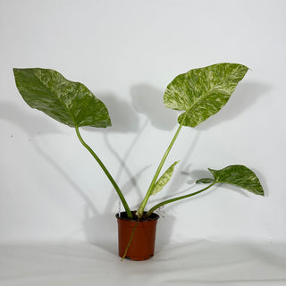 Philodendron giganteum variegata (Non-TC) [#1266]