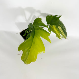 Philodendron 'Florida Beauty' x tortum [#1558]