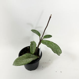 Hoya carnosa 'Grey Ghost' [#1695]