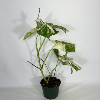 Monstera deliciosa var. borsigiana albo-variegata [#1452]