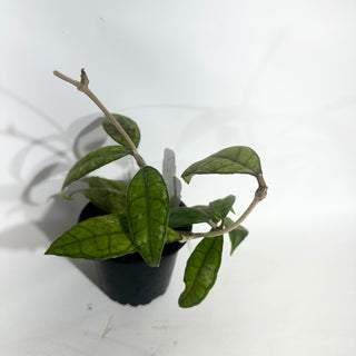 Z-5017 - Hoya sp. Perak Malaysia **NEW**