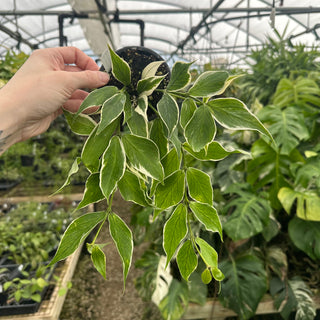 Hoya polyneura (outer variegated)