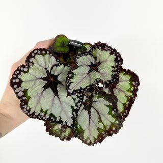 Begonia 'Dolce Vita' [#2129]