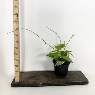 Hoya pimenteliana (outer variegated) [#2356]