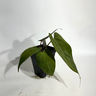 Anthurium 'Doc Block Lineage' x NSE Portillae [#1986]