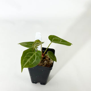 Anthurium magnificum/‘Silver Blush' x 'Arnold Schwarzenegger' [#1677]