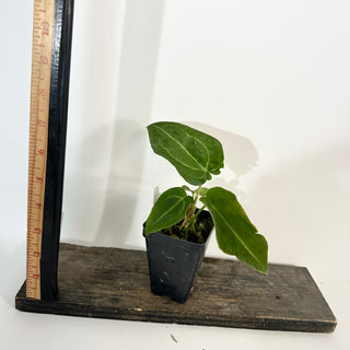 Z-5280 - Anthurium 'Big Bertha' x 'Arnold Schwarzenegger'