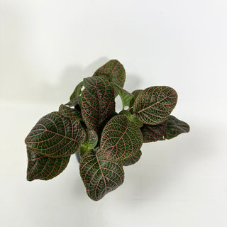 Fittonia albivenis 'Pink'