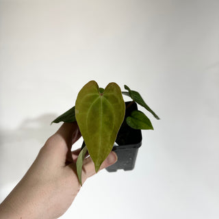 Anthurium Wu papillilaminum x 'Arnold Schwarzenegger' [#1788]