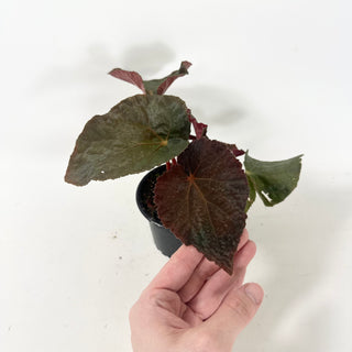 Begonia 'Steve's Leaves Bloodmoon' [#1928]