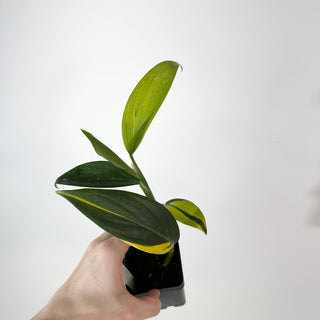 Z-5279 - Scindapsus coriaceus variegated