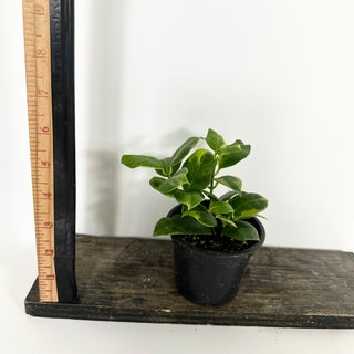 Hoya obscura (outer variegated) [#2206]