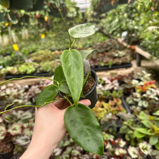 Hoya 'Kaimuki'