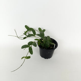 Hoya 'Lima' (Splash)
