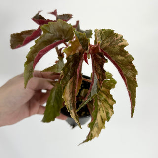 Begonia 'Ginny Galaxy' [#1149]