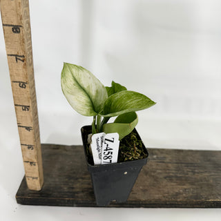 Z-4587 - Scindapsus treubii 'Moonlight Mint'