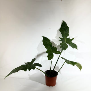 Philodendron 'Mottled Dragon' (Non-TC) [#1843]