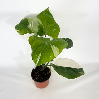 Philodendron 'White Princess' (Non-TC) [#1625]