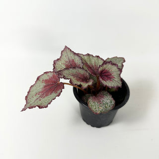 Begonia 'Spitfire'