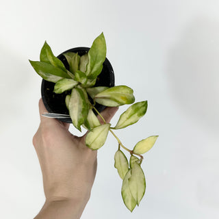 Hoya walliniana variegata [#1581]