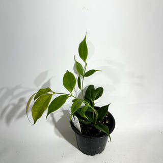 Hoya medusa [#1914]