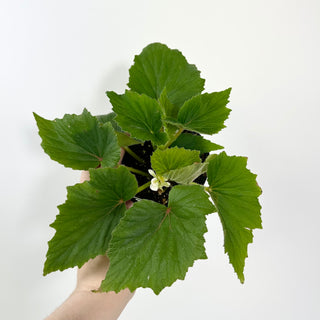 Begonia dipetala [#2118]