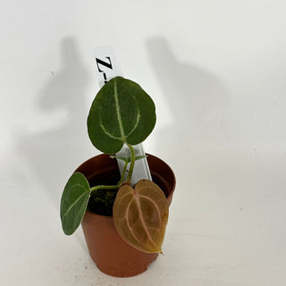 Z-4619 - Anthurium 'Tezula Dreamweaver'/dorayaki x 'Arnold Schwarzenegger' - Seedling