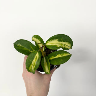 Z-5160 - Hoya diversifolia (inner variegated)