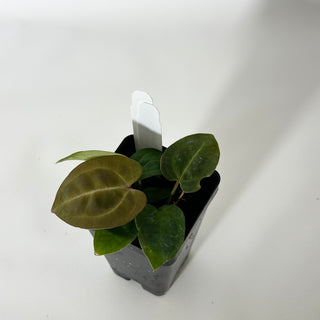 Anthurium Arnold Schwarzenegger' x 'Purple Yurple' [#1718]
